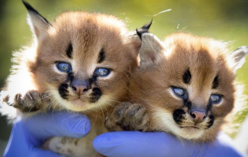 Caracal kittens