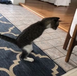 Cat runs like an ostrich