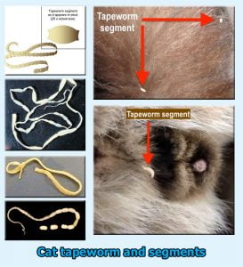 Cat tapeworm segments and whole worms