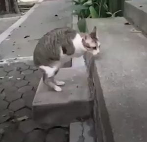 Cat walking on two hind legs