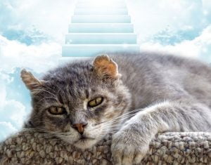 Cats don't think of heaven