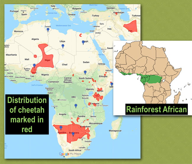 Cheetah distribution and rainforest in Africa