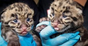 Clouded leopard kittens