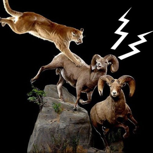 Do prey animals feel pain?