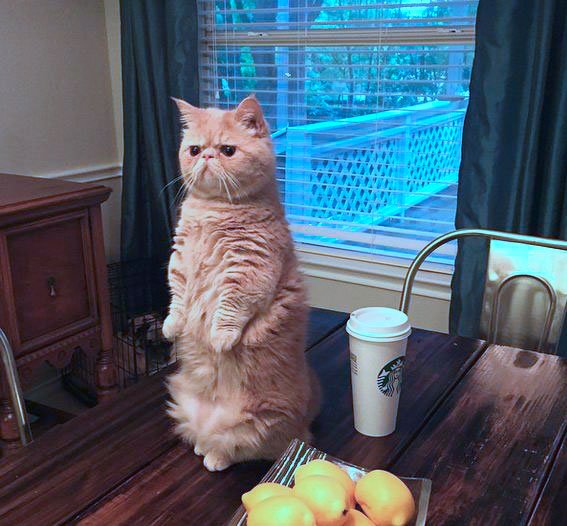Dwarf cat standing