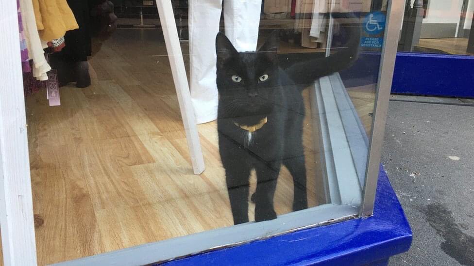 Frankie a cat lost and trapped in a locked shop