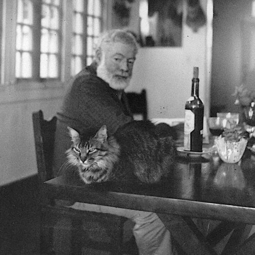 Where do polydactyl cats come from?