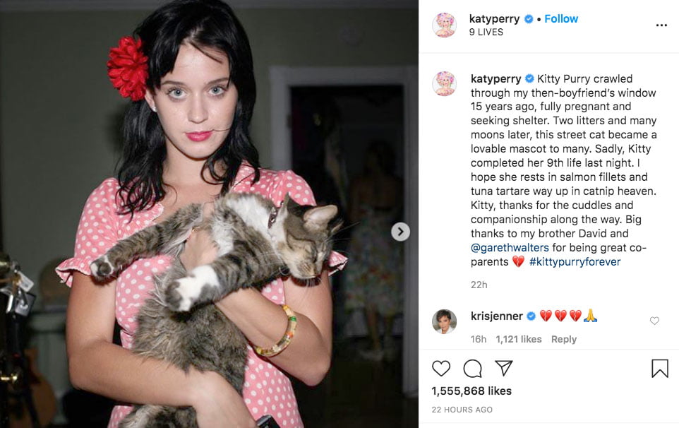 Katy Perry annouces passing of her cat Kitty Purry on Instagram