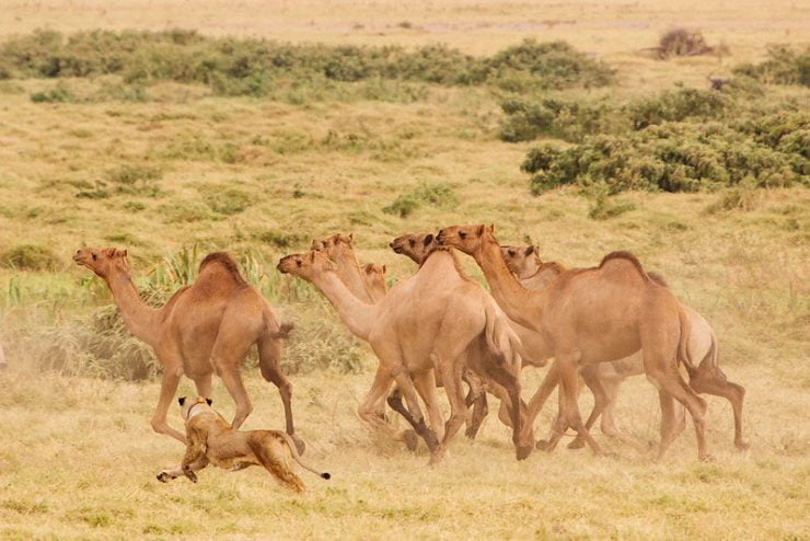Lion hunts camels