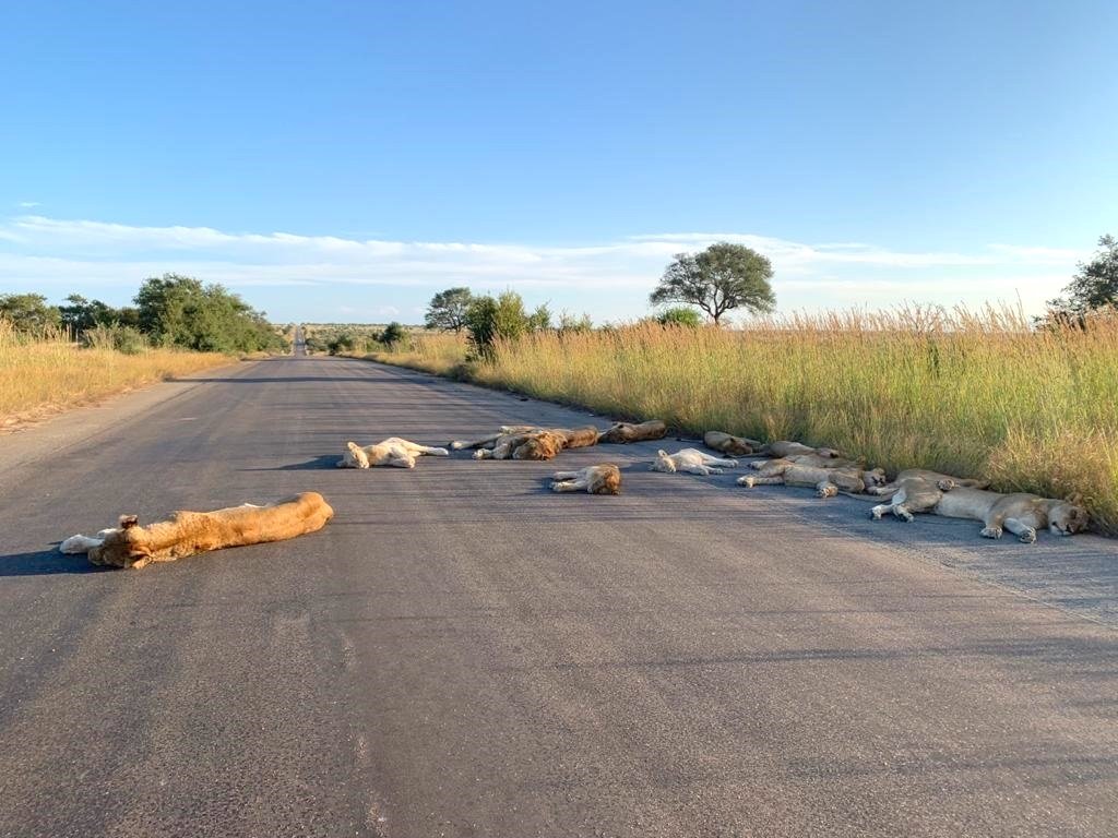 Lions including 2 white lions, asleep on the road in Kruger NP.