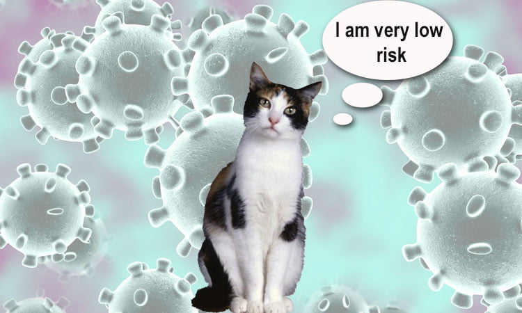 Low risk cats during Covid-19 pandemic