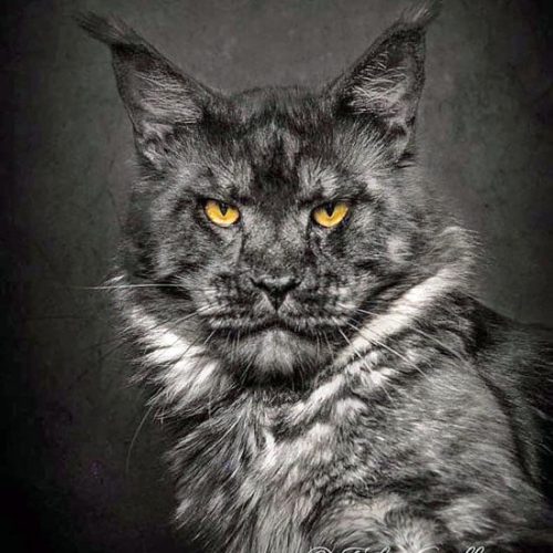 Maine Coon that looks like a lion