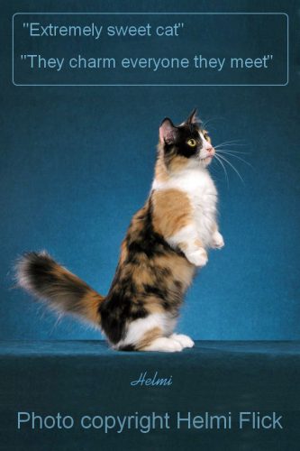 Why do Munchkin cats stand up?