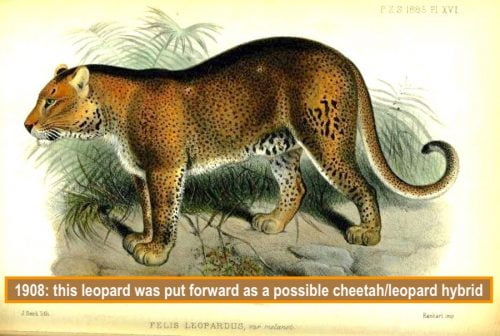 Posited as a leopard cheetah hybrid
