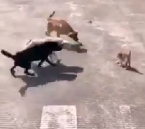 Small cat stands up to 3 dogs who want to attack