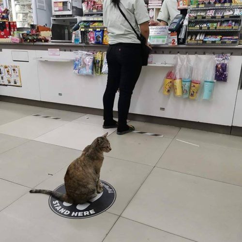 Socially distancing cat