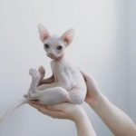 Sphynx cats can have oily skin which smells unless bathed regularly