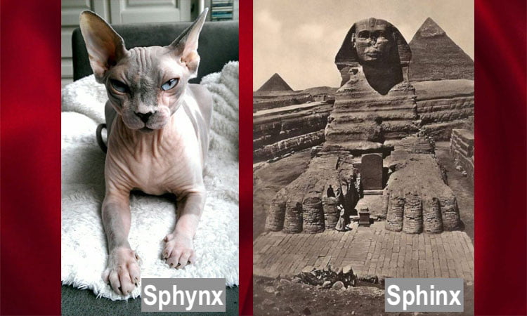 There is no connection between the cat called the Sphynx and the statue called the Sphinx except perhaps the latter was inspiration for the name of the former