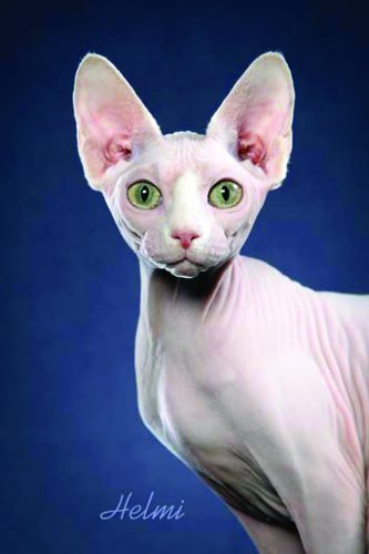 Sphynx cats don't have eccrine sweat glands except on their pawpads.