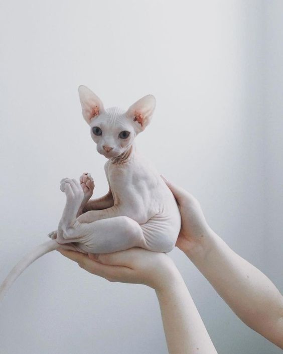 Sphynx cats are popular but need bathing often to remove sebum buildup on their skin
