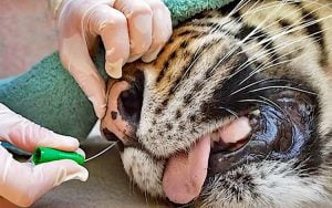 Taking mouth and nose swabs from tigers at Miami Zoo to test for Covid-19