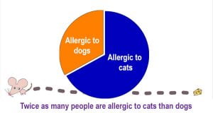 Twice as many people are allergic to cats than to dogs