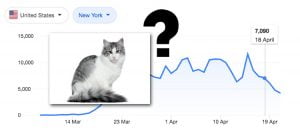 Two cats NY state get Covid-19