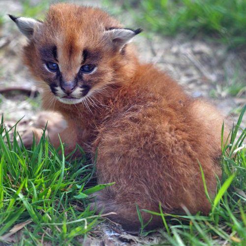 Caracal kitten
