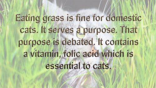 Cat eats grass for a reason and it is good for cats