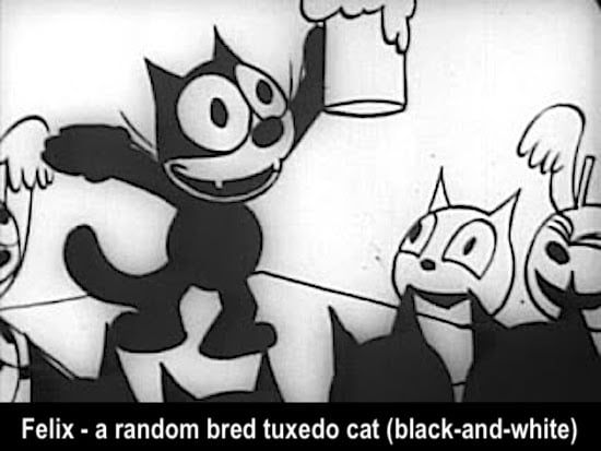 What cat breed is Felix? – PoC