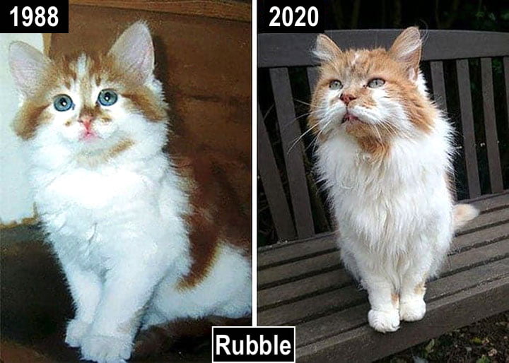 Rubble - how a cat aged to 32