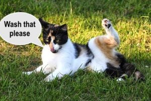 Wahing a cat's paws during Covid-19?