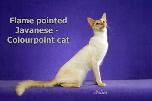 Javanese is a colourpoint cat