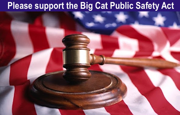 Please support the Big Cat Public Safety Act