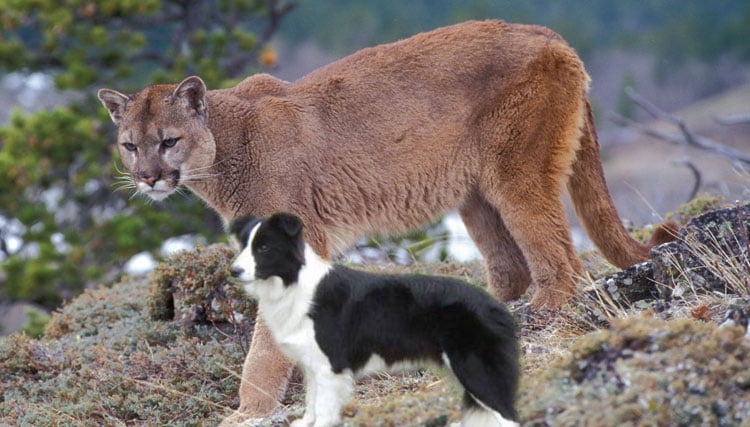 Puma and collie size comparison