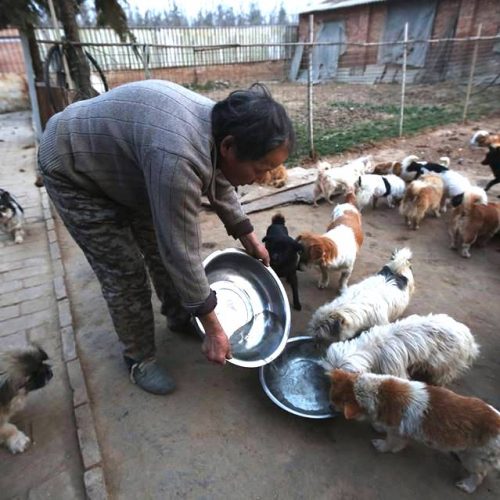 Study suggests stray dogs in China are the source of pandemic