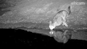 African wild cat drinks water