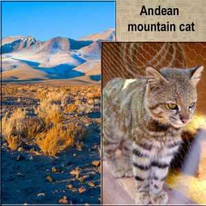 Andean mountain cat and the place where it lives