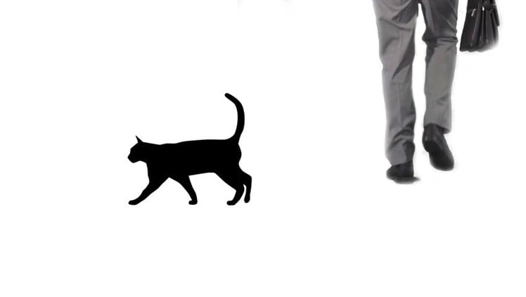 Black cat crossing person's path