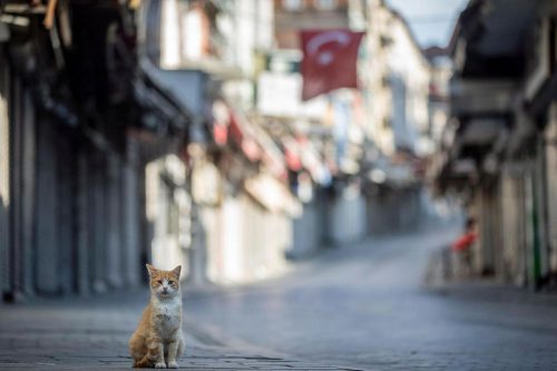 Cat all alone on Istanbul's deserted streets