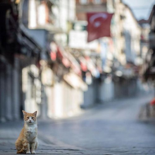 Cat all alone on Istanbul's deserted streets