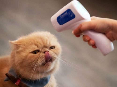 Cat tested for coronavirus through fever check