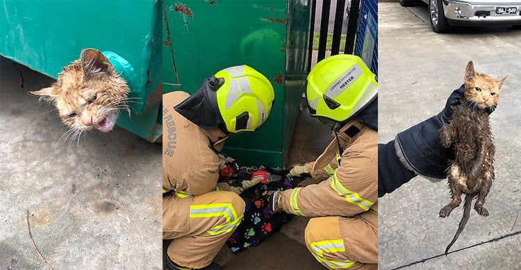 Aussie firefighters rescue trapped cat