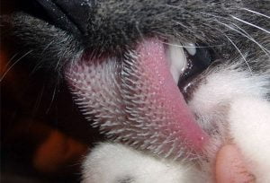 Cat tongue