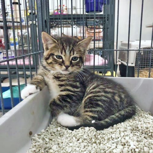 Confident rescue kitten