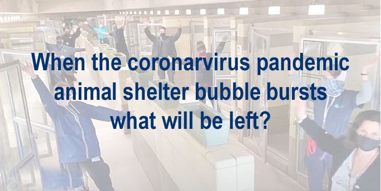 Coronavrius animal shelter bubble