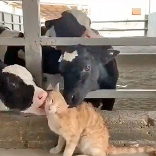 Cows love cat