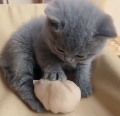 Cute blue kitten and beige hamster