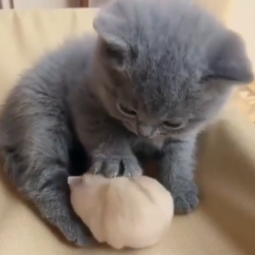 Cute blue kitten and beige hamster