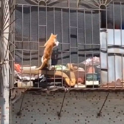 Domestic cat mission impossible